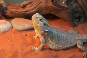 Bearded-Dragon-Substrate-300x200